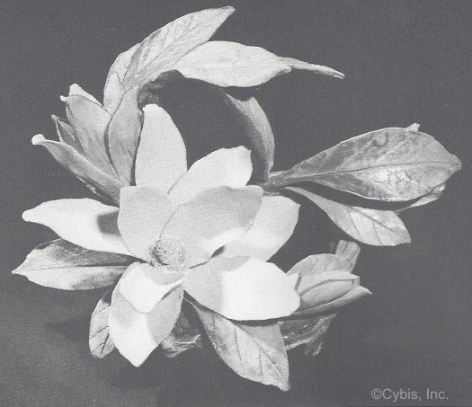 Magnolia in 1965 Cybis catalog